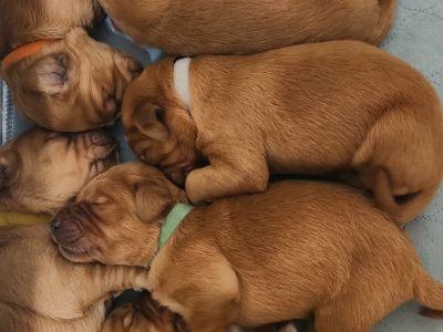 Golden Retriever – N/A