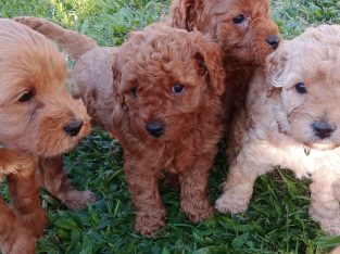 Cavoodle – Gold Coast