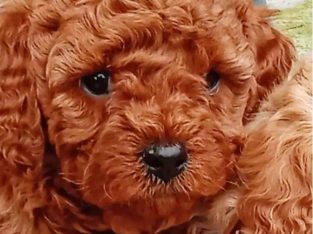 Cavoodle – Patterpaws