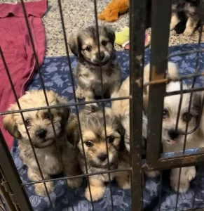 Shih Tzu – Rosebery