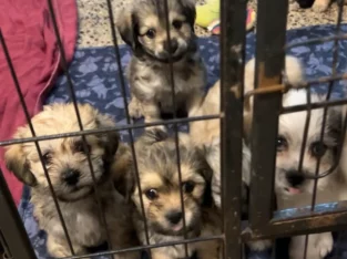 Shih Tzu – Rosebery