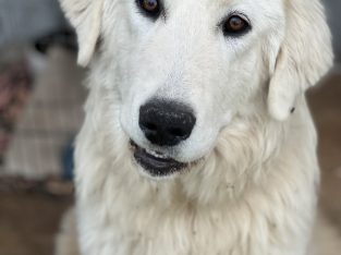 Maremma Sheepdog – Canowindra
