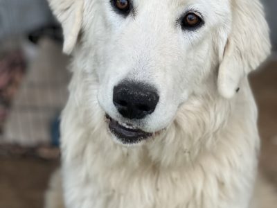 Maremma Sheepdog – Canowindra