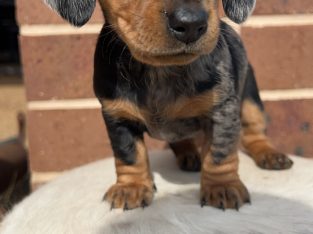 Dachshund – Wagga Wagga