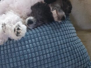 Poodle Mini – Charlestown