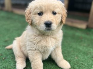 Golden Retriever – Penshurst