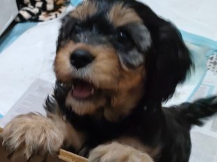 Cavoodle – Fumina South