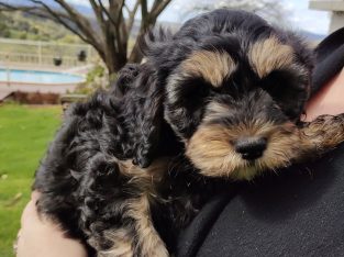 Cavoodle – Fumina South