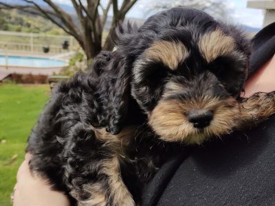 Cavoodle – Fumina South