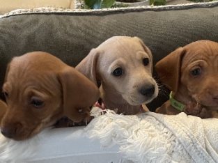 Dachshund – Harrington Park