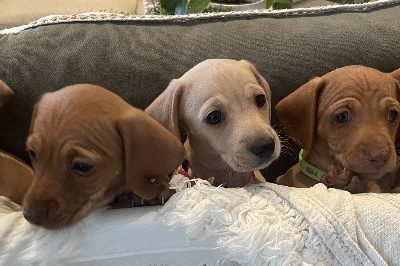 Dachshund – Harrington Park