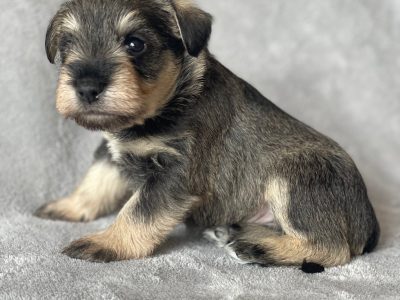 Schnauzer (Miniature) – Hatton Vale