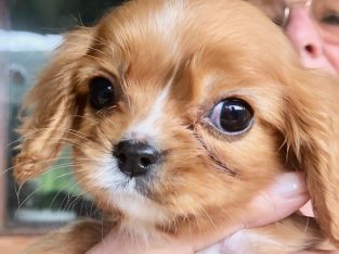 Cavalier King Charles Spaniel – Kulnura