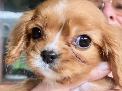 Cavalier King Charles Spaniel – Kulnura