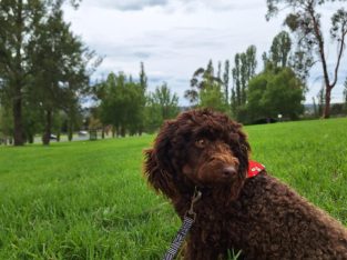 Poodle Mini – Guyra