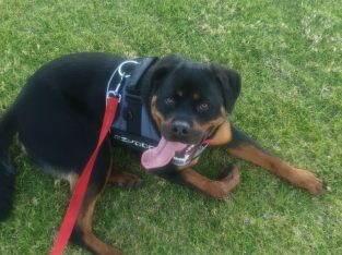Rottweiler – Caversham