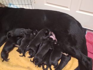 German Shepherd – Quinns Rocks