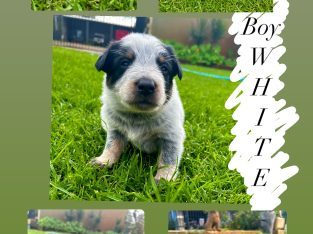 Australian Cattle Dog – Champion Lakes