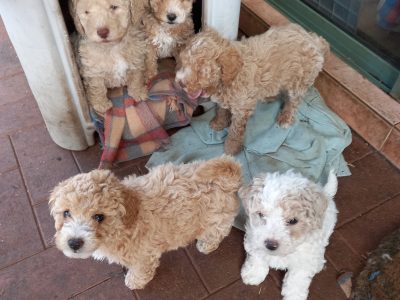 Poodle Mini – Modbury North