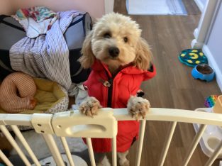 Cavoodle – Eastwood