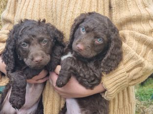 Murray Retriever – Longlea