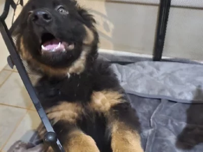 German Shepherd – Lower Plenty