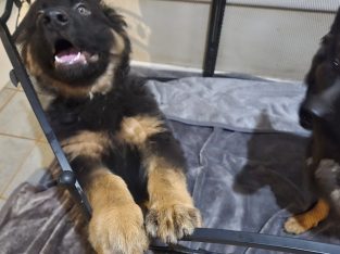 German Shepherd – Lower Plenty