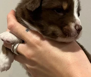 Australian Shepherd – Newcastle