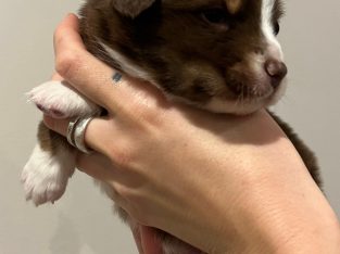 Australian Shepherd – Newcastle