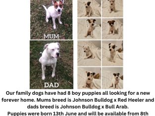 Other Dogs – Gold Coast