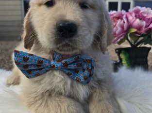 Golden Retriever – Kurunjang