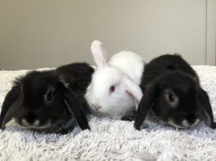 Rabbit – East Maitland