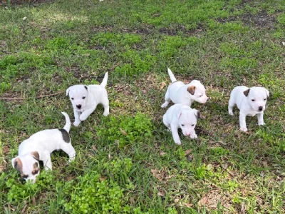Jack Russell – Perth
