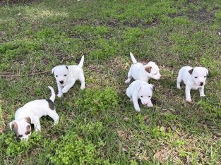 Jack Russell – Perth
