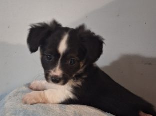 Chihuahua – Gympie