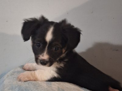 Chihuahua – Gympie