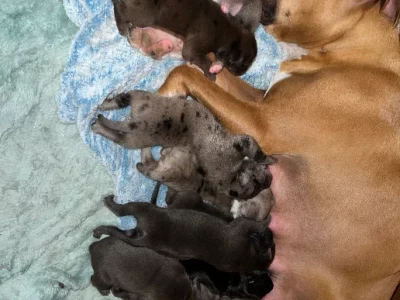 American Staffordshire Bull Terrier – Laura Brady