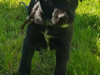 Australian Cattle Dog – Dubbo