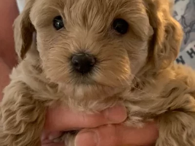 Cavoodle – Pimpama