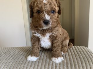 Cavoodle – Sunshine West