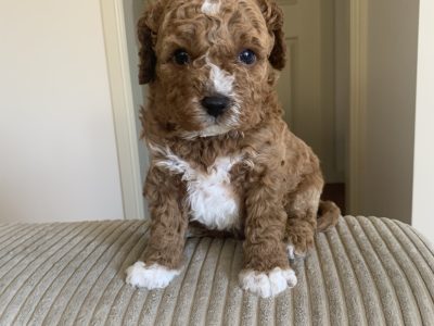 Cavoodle – Sunshine West