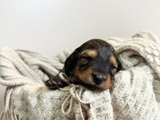 Miniature Dachshund – Taree