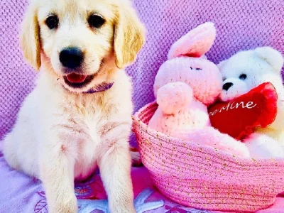 Golden Retriever – Nome