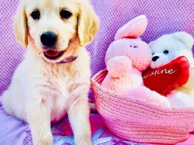 Golden Retriever – Nome