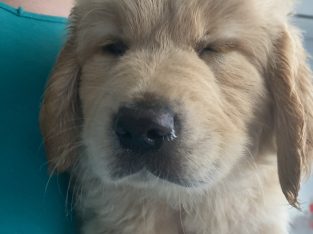 Golden Retriever – Whiteside