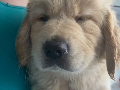 Golden Retriever – Whiteside