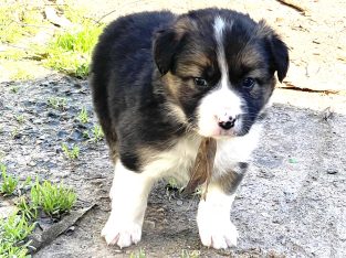 Border Collie – Eltham