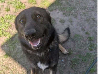 German Shepherd – Archerfield