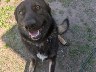 German Shepherd – Archerfield