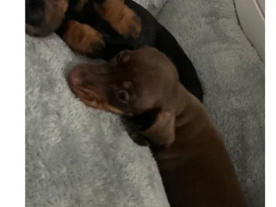 Dachshund – Jimboomba